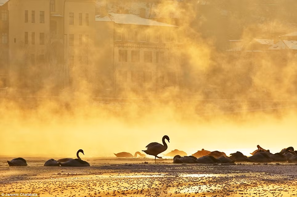 Vẻ đẹp huyền ảo, lung linh trong buổi sáng đầy sương bên bờ sông Vltava, Prague, nơi đàn thiên nga đang nghỉ ngơi, thư giãn.