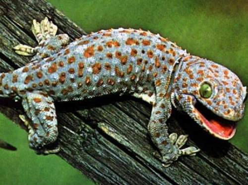 Đôi tay của tắc kè được bao phủ bởi một lớp lông cứng với các đầu móng nhỏ với các đường kẻ ngang, giúp chúng có thể bám chặt và dính với bất kỳ vật gì.