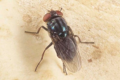 Cochliomyia - ấu trùng ruồi ăn thịt có thể gây ra những cảm giác thật tồi tệ. Nạn nhân sẽ có cảm giác đau đầu, đau cùng cực ở vùng mặt và thậm chí là bị chảy mủ từ một bên tai.