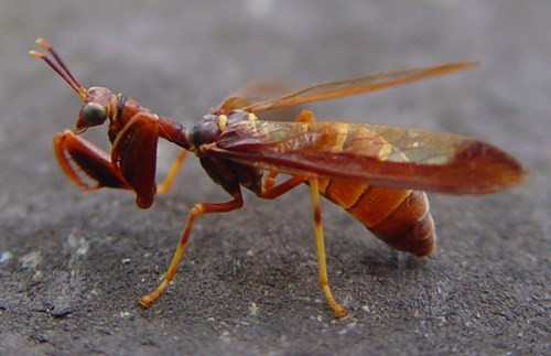 Kí sinh trùng Hymenoepimecis argyraphaga là khắc tinh của loài nhện Plesiometa argyra. Mỗi khi đến kỳ sinh nở, nó sẽ đi tìm nhện Plesiometa argyra, cắn, gây tê liệt và truyền ấu trùng vào nhện. Nhện Plesiometa argyra sẽ phải nuôi dưỡng ấu trùng chịu bị "hút máu" và chờ ngày bị kết liễu cuộc đời.