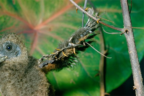 Gà móng là loài chim duy nhất được biết đến với kết cấu móng vuốt nhỏ xuất hiện ở phần cuối của đôi cánh. Các móng vuốt sẽ tiêu biến khi chúng trưởng thành. Đặc điểm dị thường giúp gà có thể trèo lên cây và tự đu mình trở lại nếu không may rơi xuống nước. 