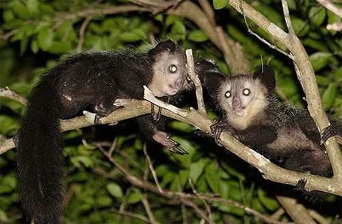 Khỉ Aye-aye là loài động vật linh trưởng có đôi tay rất kỳ lạ. Tuy các ngón tay của khỉ Aye-aye đều thon nhỏ, dài và nhọn, đặc biệt là ngón giữa, nhưng đôi tay động vật kỳ dị đó là bộ phận quan trọng nhất trên cơ thể giúp nó có thể sinh tồn.