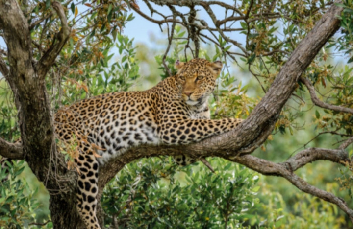Ho cai gian du tra thu, bao hoa mai phai co thu tren cay suot 7 tieng