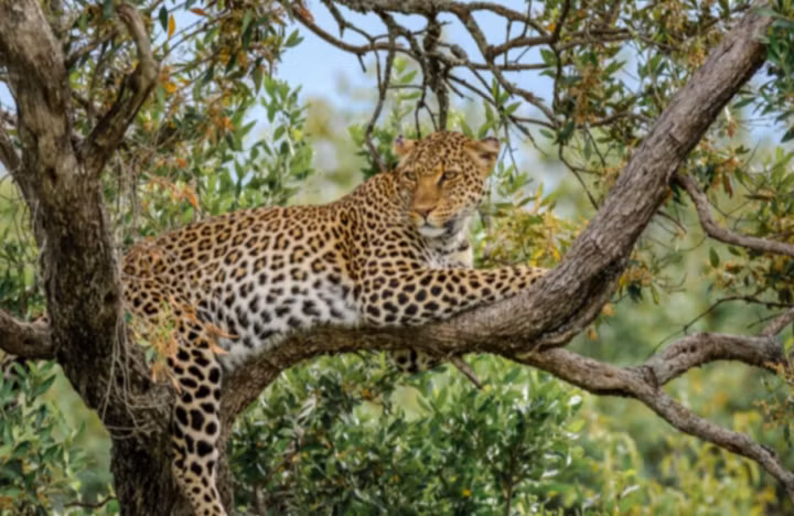 Ho cai gian du tra thu, bao hoa mai phai co thu tren cay suot 7 tieng