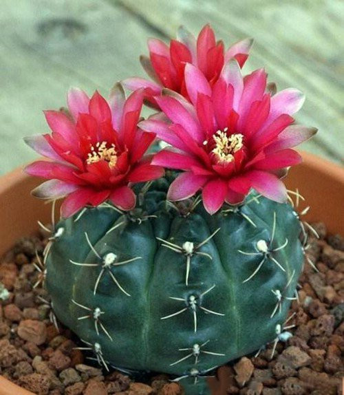 Ban cong nha giau thuong dat 7 loai cay phong thuy de chieu tai