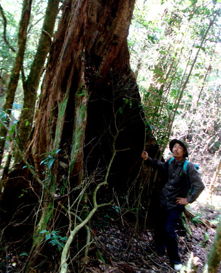 Gốc cây ngọc am đã chết cả trăm năm trước.