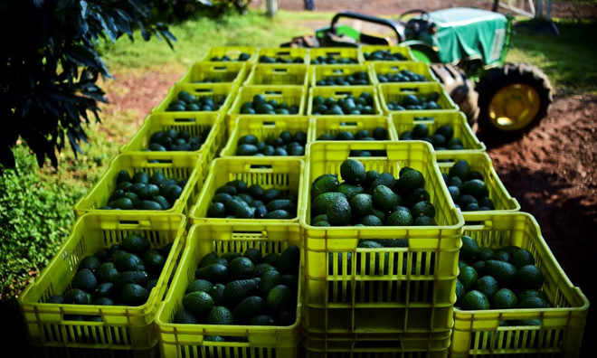 'Vang xanh' la gi ma khien 4 xe tai cho hang nay bi cuop moi ngay o Mexico?