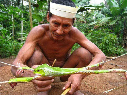 3. Tiêm chất độc, Brazil và Peru. Ở bộ tộc Mayorunas và Matses, người dân có thói quen chiết xuất những chất độc từ một loại ếch sống trong khu rừng Amazon hoang dã và tiêm trực tiếp chúng vào cơ thể. Tập tục này đã được thực hiện hàng trăm năm nay.