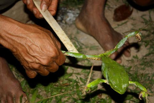 Tuy nhiên, người Mayorunas và Matses lại cho rằng ai vượt qua được thử thách này sẽ có sức mạnh vô địch.