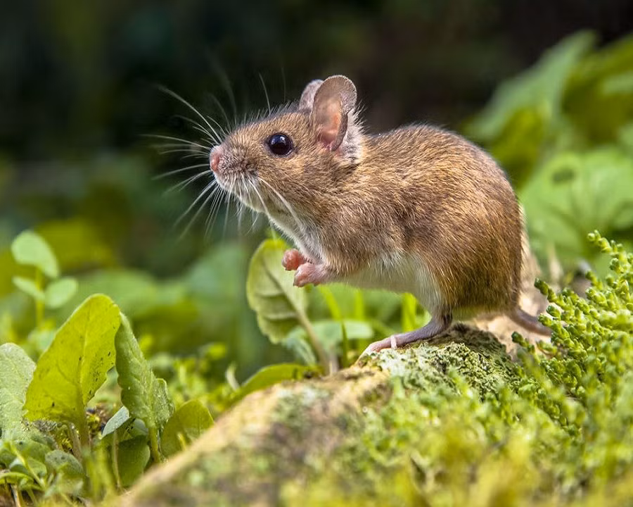 Đồng thời, mối quan hệ giữa các cá nhân của người tuổi Tý cũng sẽ được cải thiện, họ có thể tham gia vào đám cưới hoặc các lễ kỷ niệm quan trọng khác, điều này sẽ mang lại nhiều niềm vui và may mắn.