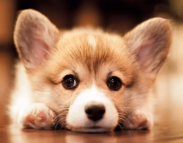 Bên cạnh đó, Tuất cũng cần chú trọng trong việc đi lại, nhất là với những ai có việc xuất hành đi xa, đến nơi đất khách quê người bởi có điềm báo tai họa từ trên trời rơi xuống. Tốt nhất bạn không nên đi một mình đến những nơi hoang vắng hoặc đêm khuya, chớ để đồ đạc quý giá hớ hênh.