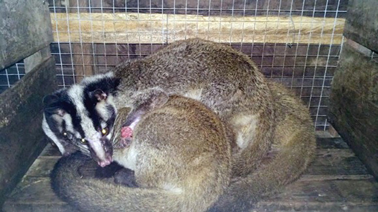 Thịt cầy vòi mốc là đặc sản có giá khoảng hơn 2 triệu đồng/kg, còn một con cầy vòi mốc có thể có giá lên tới 15.000.000 đồng/con.