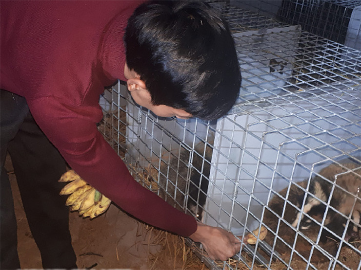 Trung bình, mỗi cá thể cầy trưởng thành ăn tổng chi phí khoảng 2.000 đồng/ngày. Từ lúc bé đến lúc trưởng thành, mỗi con cầy vòi mốc cần chi phí khoảng 1 triệu đồng. Không chỉ dễ trong khâu ăn uống, cầy vòi mốc còn có sức đề kháng tốt, ít lây bệnh dịch nên kỹ thuật nuôi loài vật này không quá khó