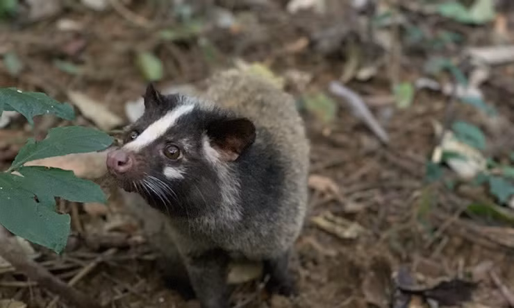 Loài vật này có chung những đặc điểm của loài cầy, tuy nhiên khác với cầy hương ở chỗ cầy vòi mốc lông không có đốm, mặt có "mặt nạ" tiêu biểu gồm một vệt trắng chạy dài từ đầu xuống mũi.
