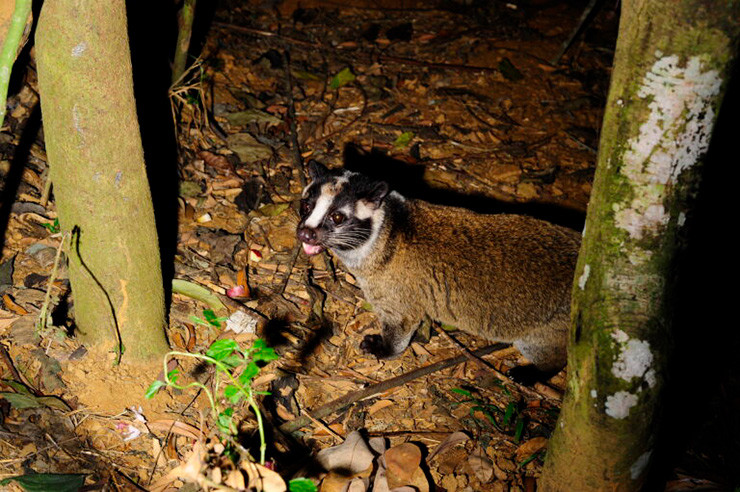 Người dân tự thuần hóa và nuôi nhân giống cầy vòi mốc, mang về thu nhập cao