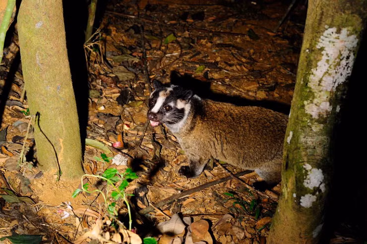 Người dân tự thuần hóa và nuôi nhân giống cầy vòi mốc, mang về thu nhập cao