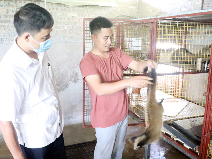 Một con cầy vòi mốc trưởng thành có thể dài đến 51–76cm, thêm phần đuôi là 51–63cm rất dài. Cầy cân nặng từ 3,6–6 kg.