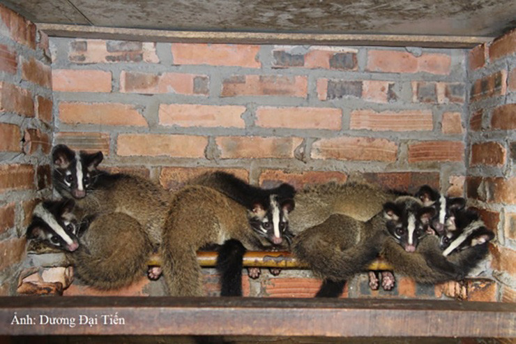 Cầy vòi mốc ưa sống trong bóng tối, thường ngủ ban ngày. Thức ăn chủ yếu là chuối chín, bí đỏ, cháo bột ngô, cháo gạo,…