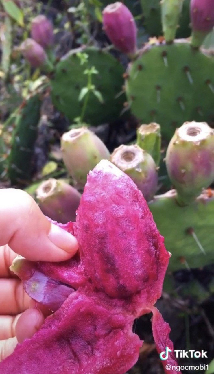 Trên trang Amazon, giá trung bình cho hộp 6 quả xương rồng lê gai là 13 đô (khoảng 300.000 đồng).