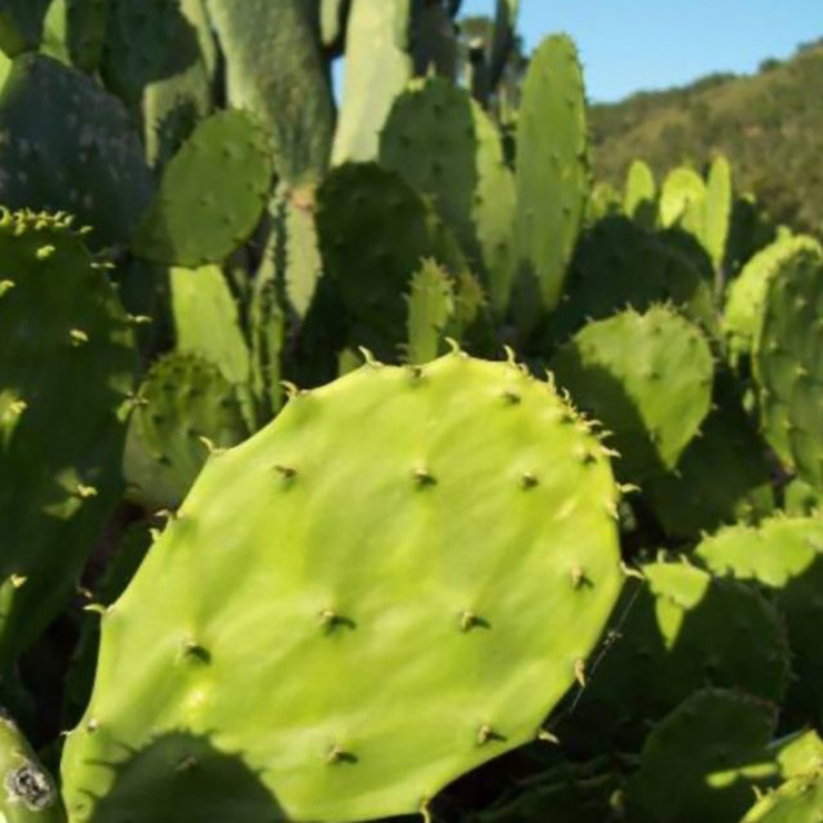 Chính vì vậy, ở các nước châu Phi, Ấn Độ, miền Tây Nam nước Mỹ hay miền Bắc Mexico, đây được xem như một loại trái cây cao cấp.