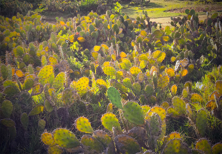 Cây xương rồng có nhiều ở khu vực Ninh Thuận, Bình Thuận