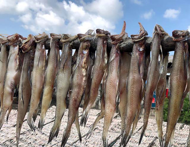 Thân cá khoai thuôn dài, nhiều thịt ít xương, chỉ có một đường sụn chạy dọc sống lưng, thịt lại khá mềm nên làm khô rất hợp.