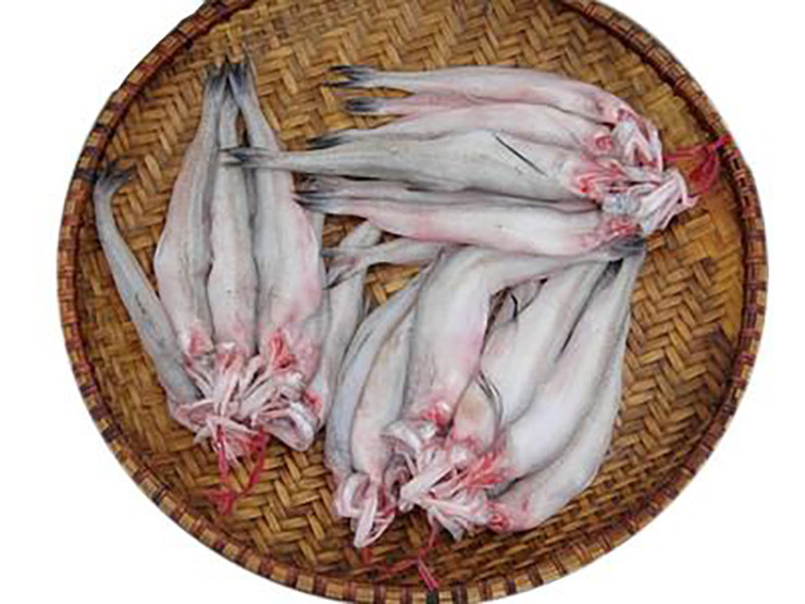 Trước đây, loại cá này không được ưa chuộng vì nhanh ươn, thịt nhão nhoét. Sau khi khai thác về, cá thường được làm thức ăn cho gia súc, gia cầm...