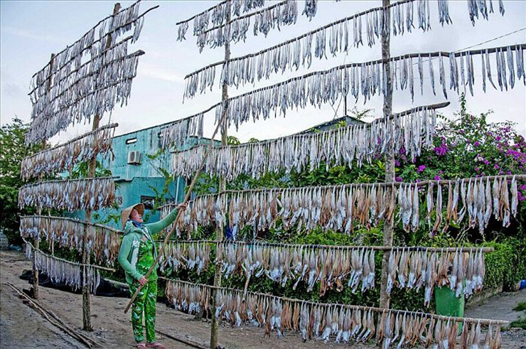 Sau khi bắt về, cá được sơ chế, ướp chút muối để khử mùi tanh, sau đó ướp đủ thứ gia vị rồi mang đi phơi nắng 2-3 ngày.