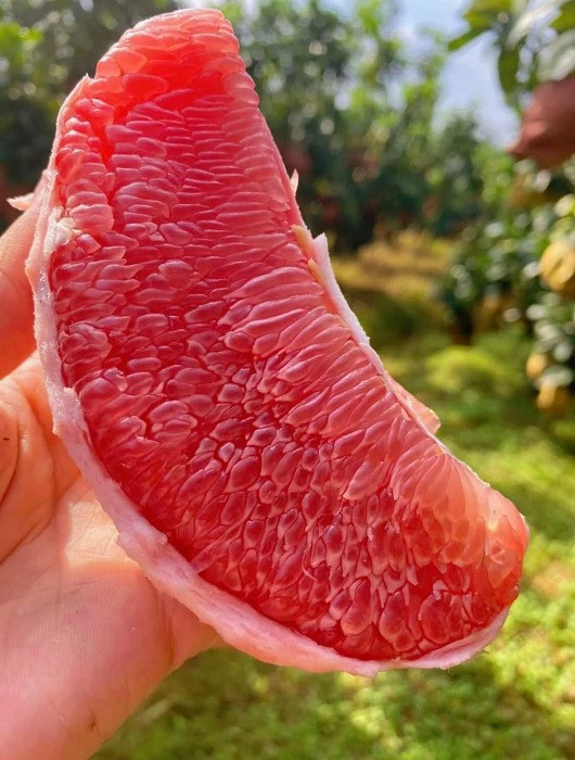 Buoi Trung Quoc vang ong, cang mong do bo cho Viet, re bat ngo-Hinh-4