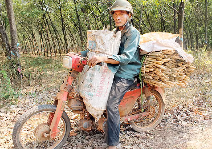 Đến mùa, nhiều người ở Tây Nguyên vào rừng hái đọt mây để bán, lượng khách mua mây rừng khá đông nên hàng có bao nhiêu cũng hết.