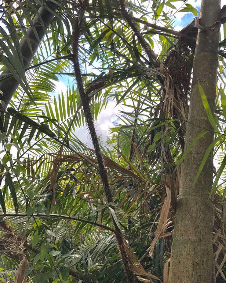 Cay dai day gai, ai ngo la dac san, gia 120.000 dong/kg