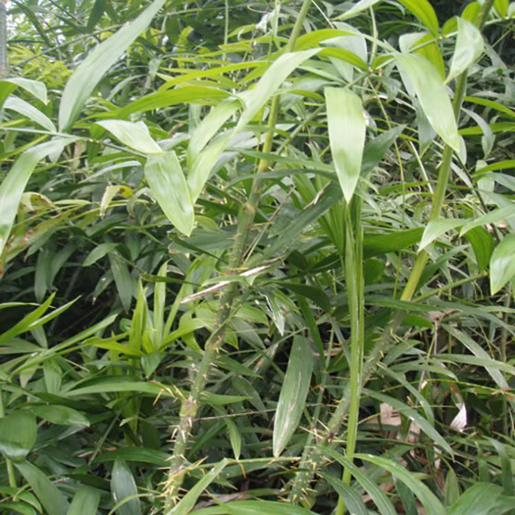 Cây mây mọc thành từng bụi, có thể dài lên tới hàng chục mét.