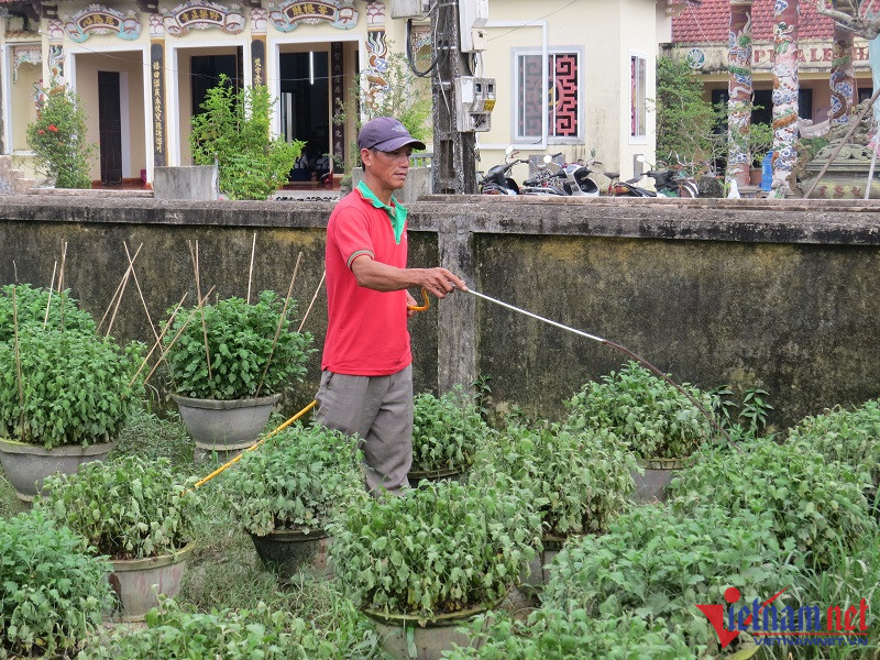 Hoa Tet bi nuoc lu nhan chim, nguoi dan xu Hue lo trang tay-Hinh-3