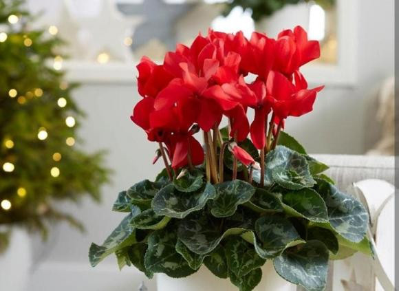 Sau thang 10 thich hop de 3 loai hoa no dep, de cham soc