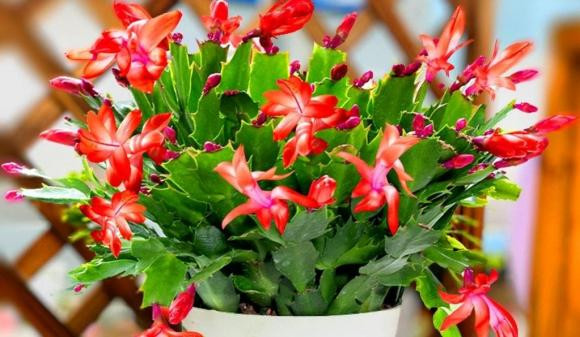 Sau thang 10 thich hop de 3 loai hoa no dep, de cham soc-Hinh-6