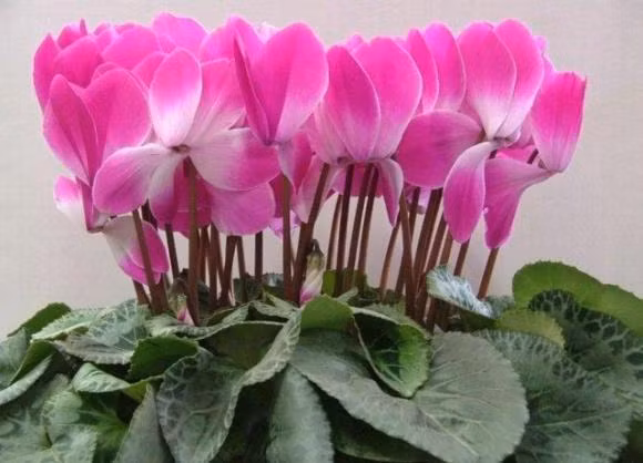 Sau thang 10 thich hop de 3 loai hoa no dep, de cham soc-Hinh-3