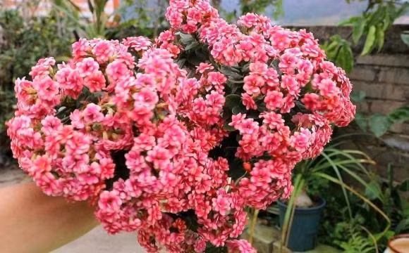 Sau thang 10 thich hop de 3 loai hoa no dep, de cham soc-Hinh-5