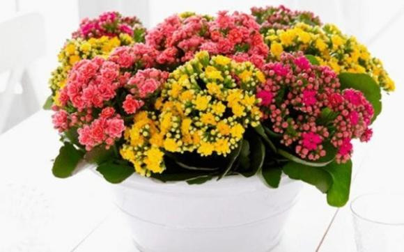 Sau thang 10 thich hop de 3 loai hoa no dep, de cham soc-Hinh-4