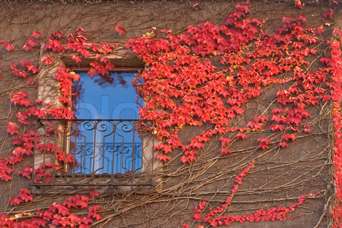 Tiếp theo là biểu tượng trái tim trong thời trung cổ. Những chiếc lá có hình trái tim không chỉ xuất hiện trong các hình minh họa ở tu viện, mà còn bắt đầu xuất hiện trong các bức vẽ của những người yêu nhau. Những chiếc lá dần dần mang màu đỏ - đây là một biểu tượng khác về tình yêu và đam mê kể từ giai đoạn đầu trung đại. Bây giờ, biểu tượng trái tim tượng trưng cho tình yêu lãng mạn giữa nam và nữ, và tình yêu tâm hồn giữa con người và Chúa.