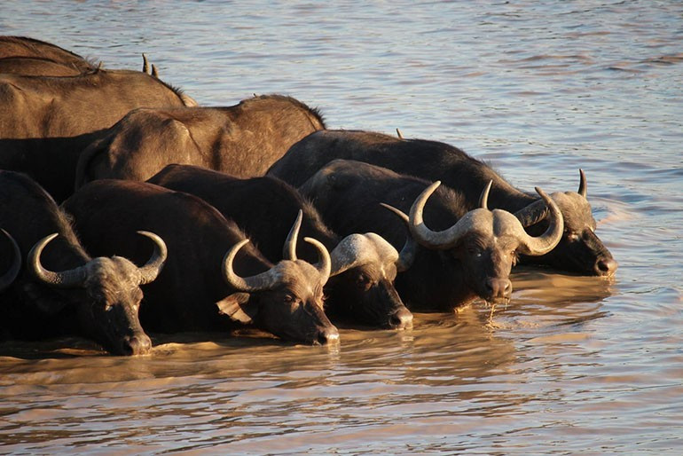  Con giáp này có thể nhanh chóng trở thành phú ông giàu có sở hữu nhiều bất động sản tiền tỷ và xe hơi đắt tiền.