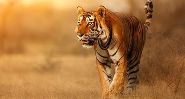 Người này có thể là người thầy có hiểu biết sâu rộng về kinh doanh, hoặc một đồng nghiệp cũ mở ra một cánh cửa trong công việc, chỉ đường dẫn lối đưa họ đến với thành công. 