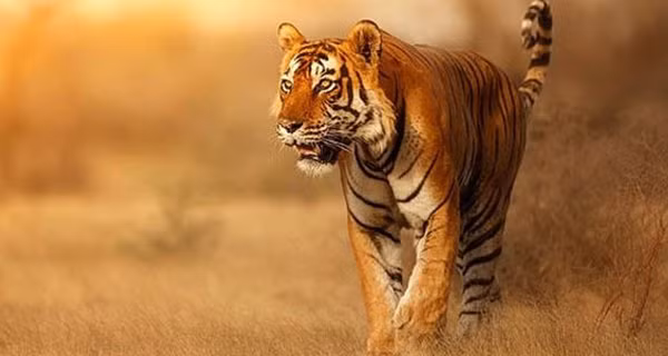 Người này có thể là người thầy có hiểu biết sâu rộng về kinh doanh, hoặc một đồng nghiệp cũ mở ra một cánh cửa trong công việc, chỉ đường dẫn lối đưa họ đến với thành công. 