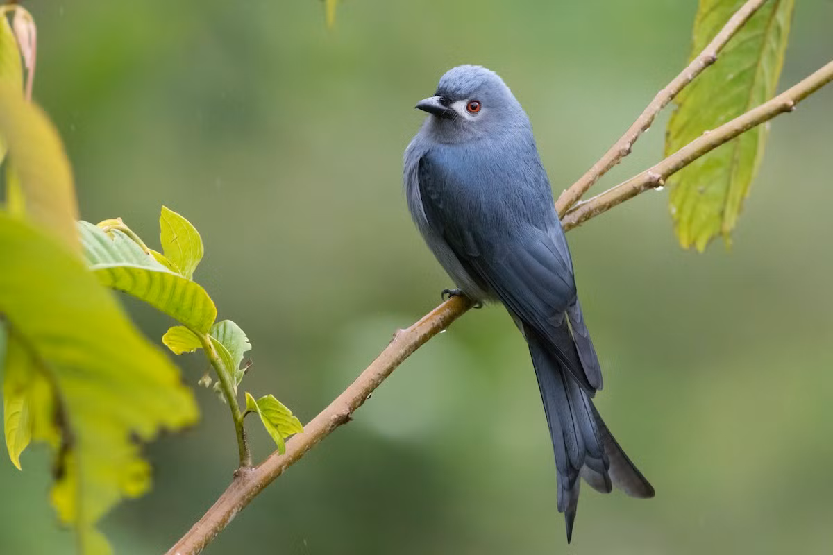 Chèo bẻo xám (Dicrurus leucophaeus) dài 26-29 cm, là loài định cư và di cư theo độ cao, tương đối phổ biến trong cả nước, di cư qua Đông Bắc, trú đông tại Nam Bộ. Sinh cảnh của chúng lafcacs khu vực trống trải trong rừng, rừng ngập mặn, phân bố lên đến độc cao 2.750 mét.