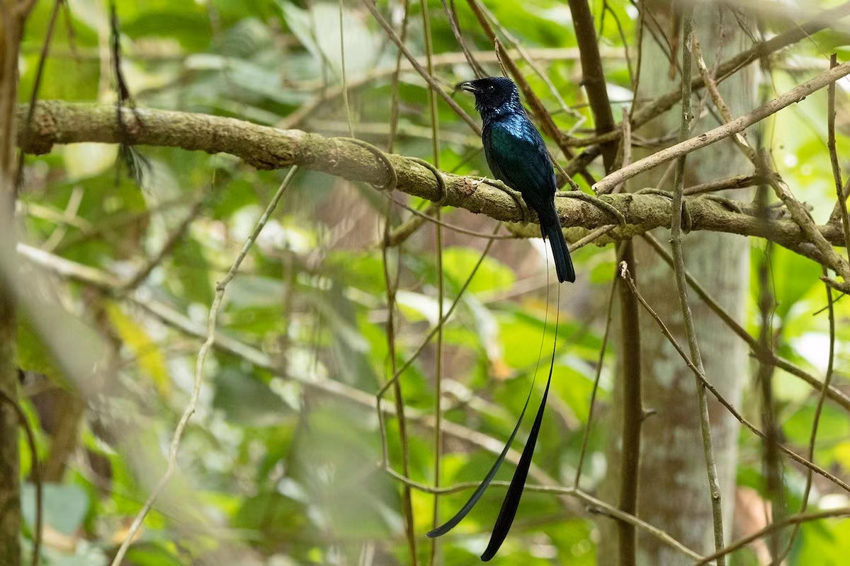 Chèo bẻo cờ đuôi bằng (Dicrurus remifer) dài 25-28 cm, là loài định cư tương đối phổ biến trong cả nước. Sinh cảnh của loài này là rừng lá rộng thường xanh, bán thường xanh.