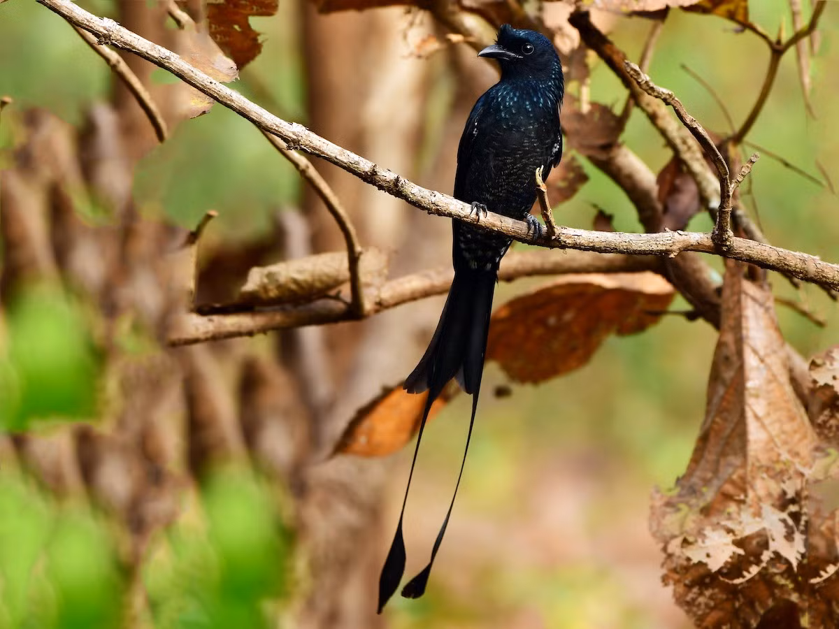 Chèo bẻo cờ đuôi chẻ (Dicrurus paradiseus) dài 33-36 cm, là loài định cư phổ biến trong cả nước. Sinh cảnh của chúng là rừng lá rộng thường xanh, bán thường xanh, rừng rụng lá, rừng đầm lầy, rừng thứ sinh, rừng trồng.