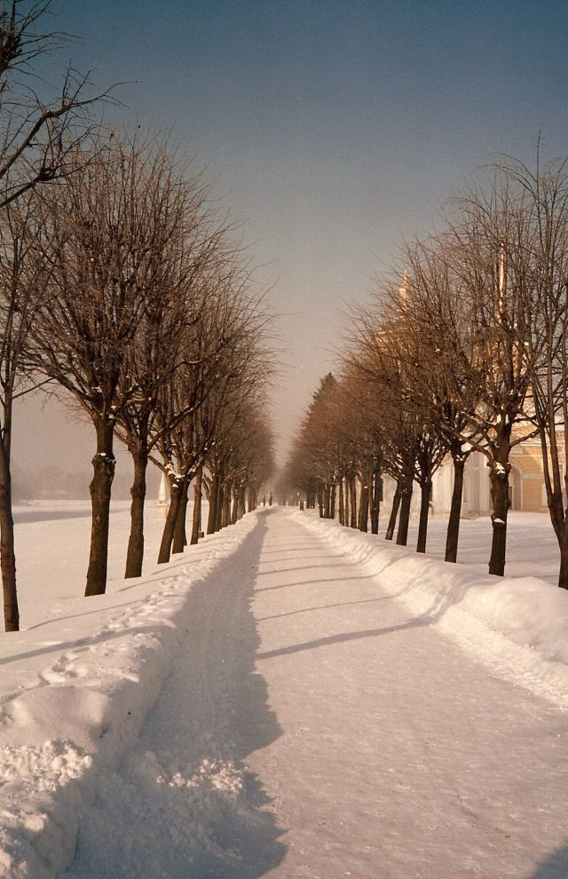 Con đường tuyết giữa hai hàng cây trụi lá mùa đông.