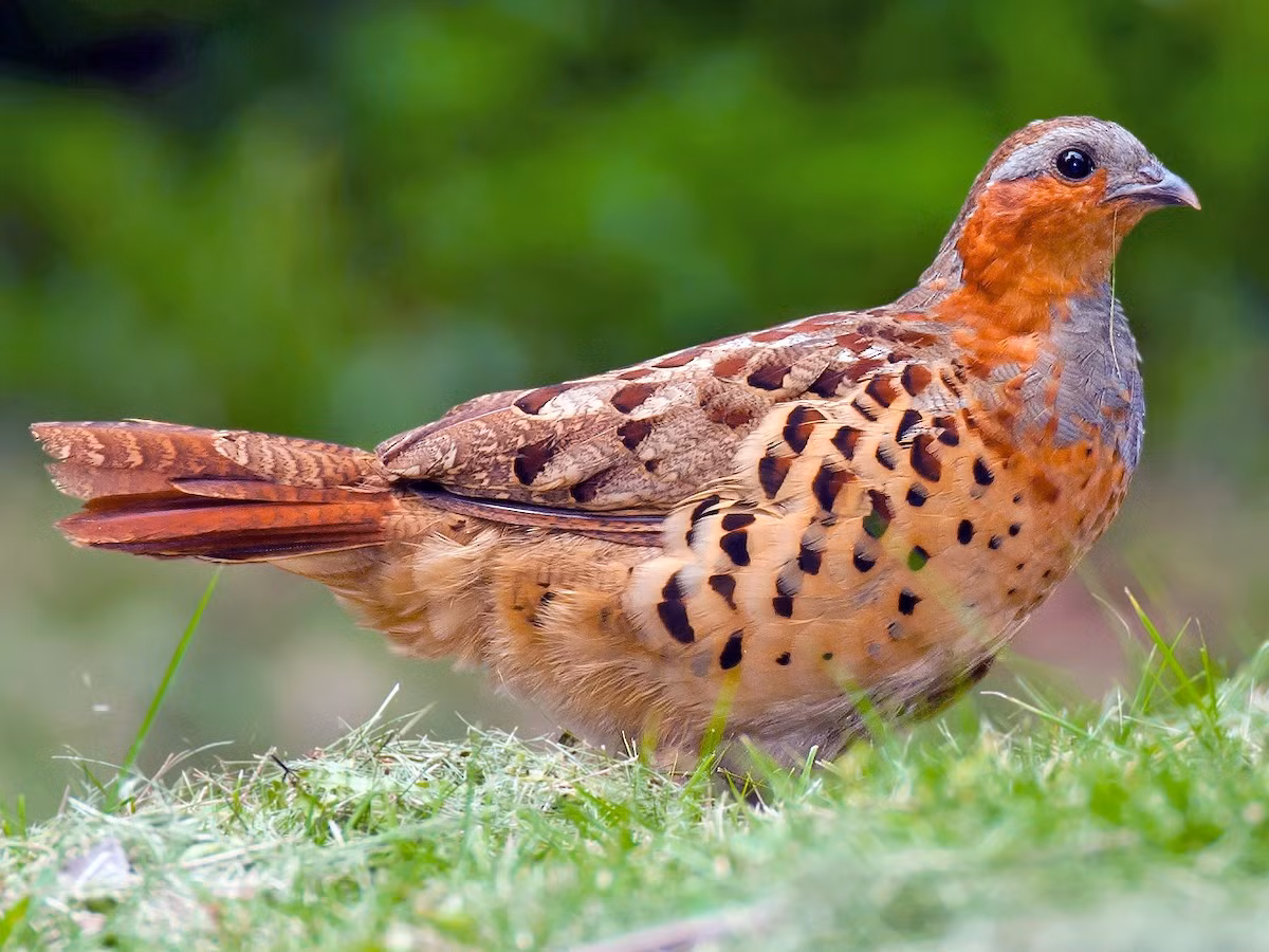 Gà tre Trung Hoa (Bambusicola thoracicus) dài 31 cm, là loài chim bản địa Trung Quốc. Con trống của loài này phát ra những tiếng kêu lớn, đa âm tiết suốt ngày và suốt năm như một cách khẳng định lãnh thổ.