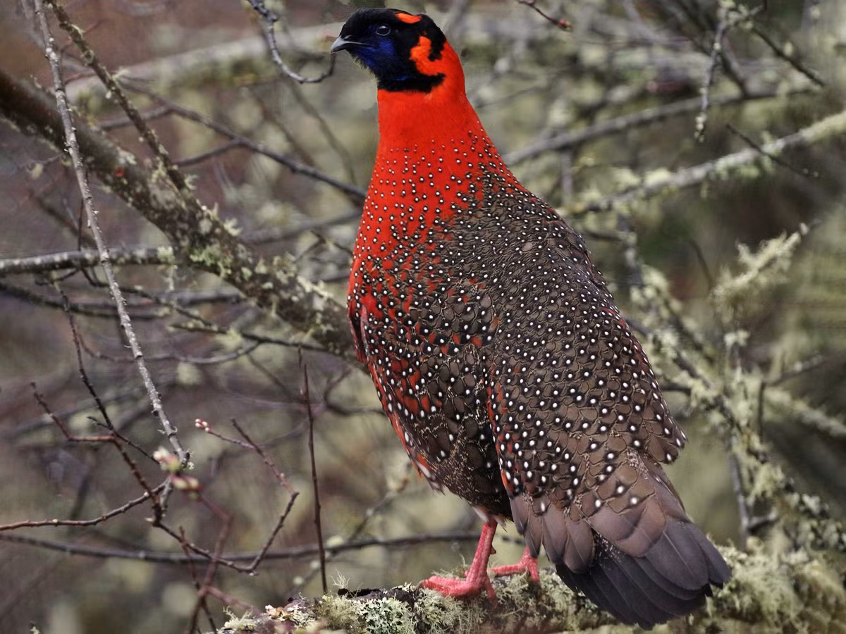 Gà lôi tía sừng xanh (Tragopan satyra) dài 60-70 cm, sống chủ yếu trên cây ở vùng Himalaya. Con trống của loài này xòe yếm và giương "sừng" - hai túm lông màu xanh sau mắt - để phô diễn trước con mái.