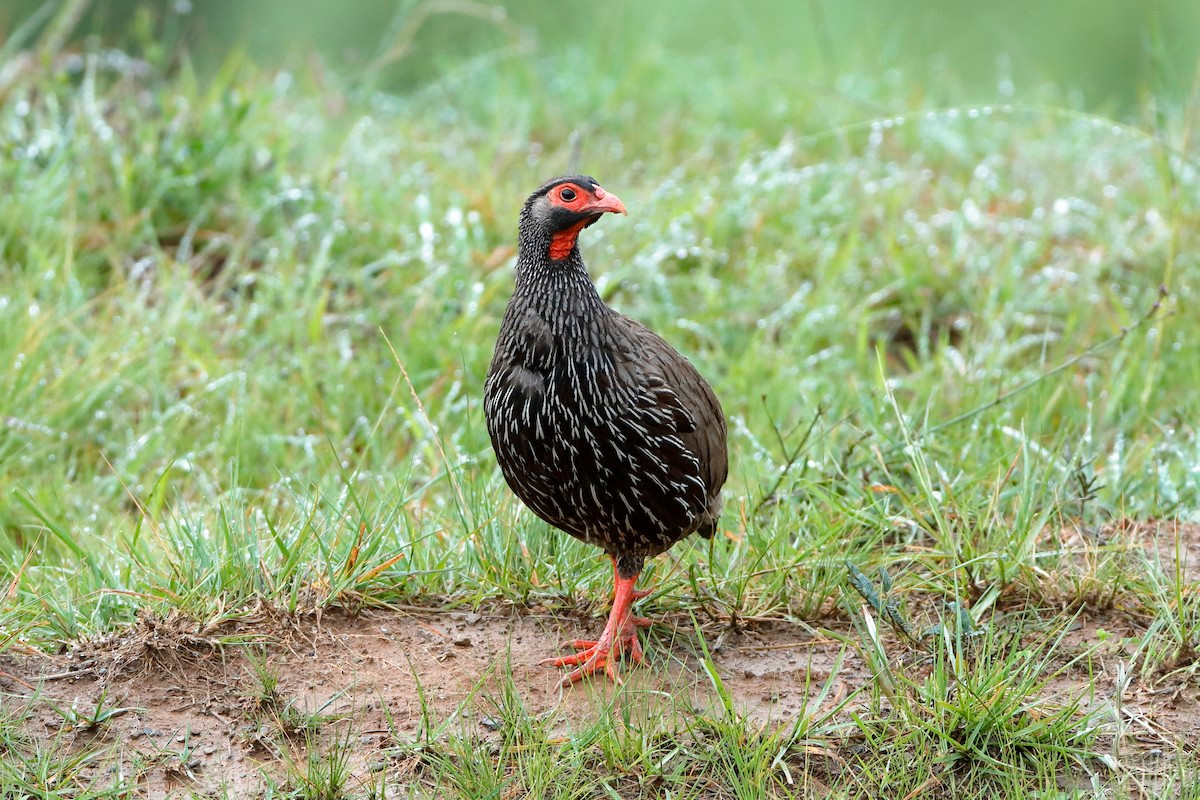 Đa đa cổ đỏ (Francolinus afer) dài 25-38 cm, phân bố rộng khắp châu Phi. Loài đa đa này được nhận dạng nhờ mảng da màu đỏ ở dưới cổ.