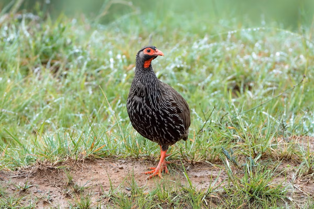 Đa đa cổ đỏ (Francolinus afer) dài 25-38 cm, phân bố rộng khắp châu Phi. Loài đa đa này được nhận dạng nhờ mảng da màu đỏ ở dưới cổ.